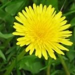 Dandelion