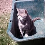 kitty, Peanut, in the garden
