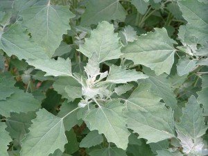 lambsquarter or goosefoot