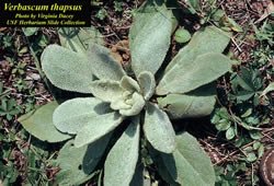 Mullein, Verbascum thapsus