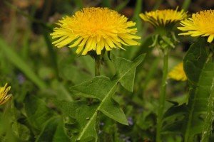 dandelion