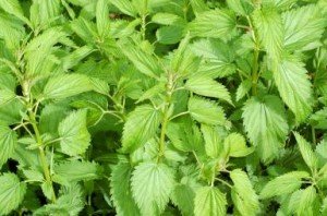 stinging nettles