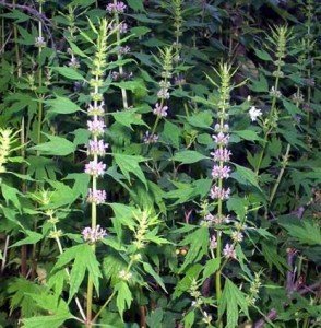 Motherwort, (also known as Lion’s tail, Heartwort), Leonurus cardiac