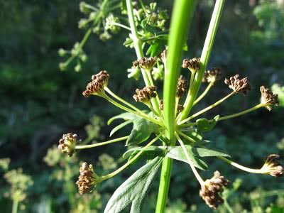 Celery seeds matured from the flowers.