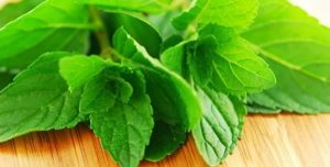 fresh peppermint