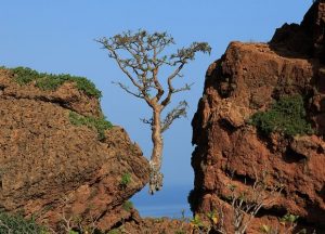 Frankincense tree, above Rosh Socotra, Yemen. Photo by Valerian Guillot, CC license