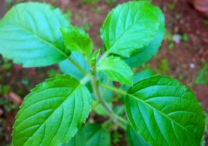 Holy basil plant