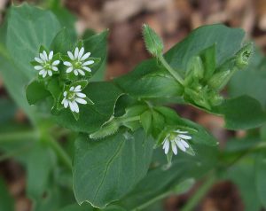 Common Chickweed, Stellaria media, by Lawn Health