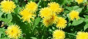 Dandelions, by Joshua Mayer