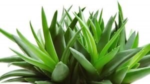 Aloe Vera plant