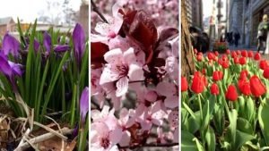 May flowers