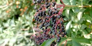 Elderberries