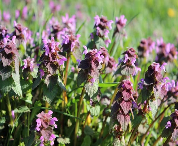 Foraging Purple Dead Nettle