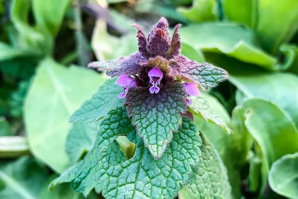 Purple Dead Nettle flower