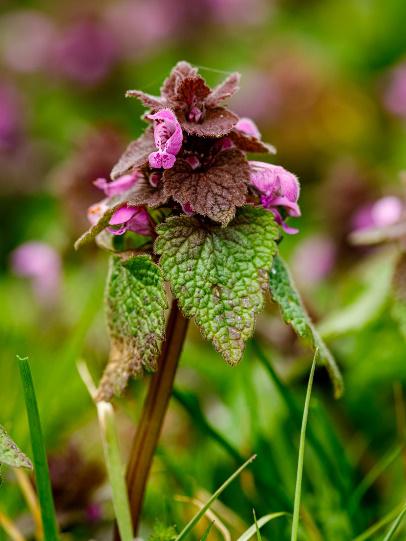 Purple Dead Nettle flower