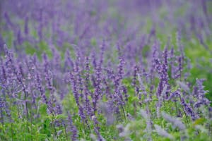 purple lavender flowers in a field.