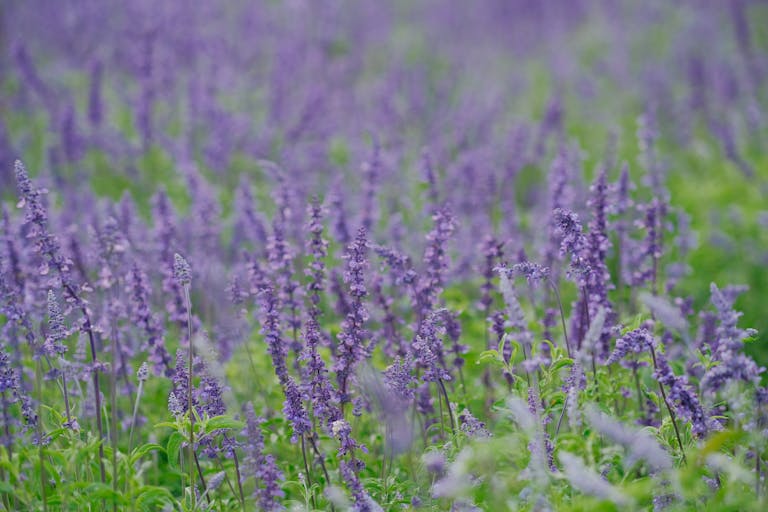 purple lavender flowers in a field.