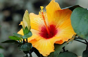 hibiscus flower