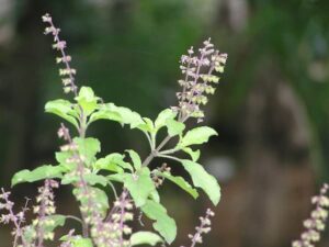 Holy Basil or Tulsi