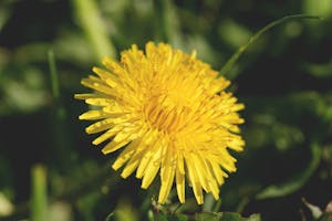 Close-up of a blooming yellow dandelion flower with green foliage in the background.