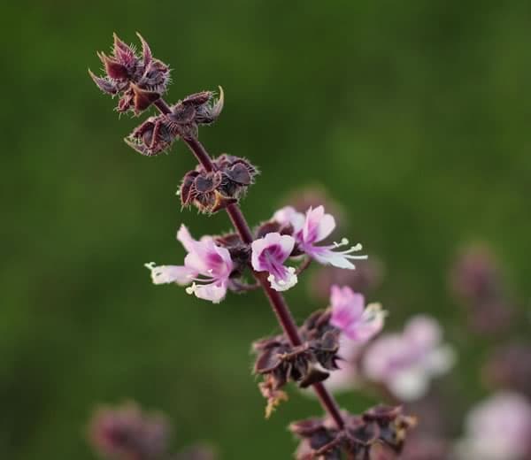 Holy Basil flowers